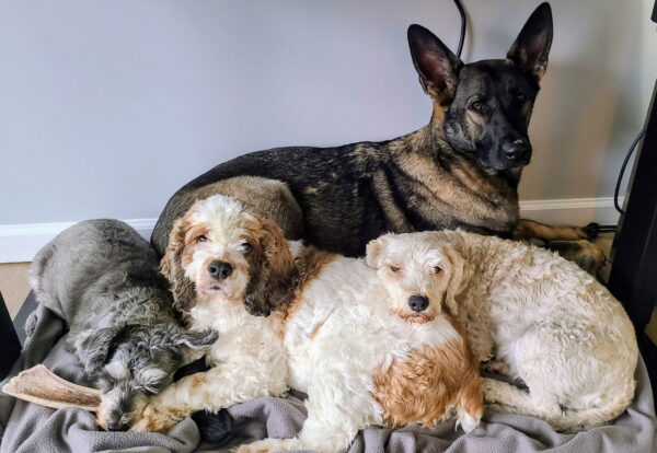 Dane's Dogs